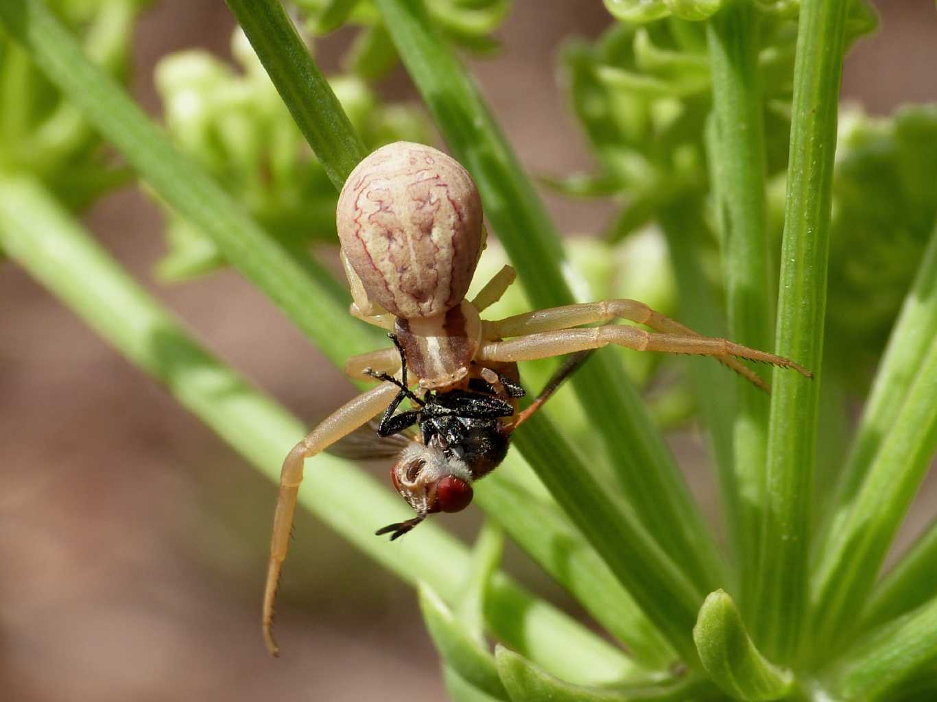Runcinia grammica con Gymnosoma - S. Teresa Gallura (OT)